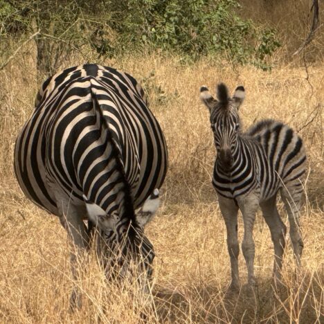 ¿Qué ver en Sigüenza en un día?