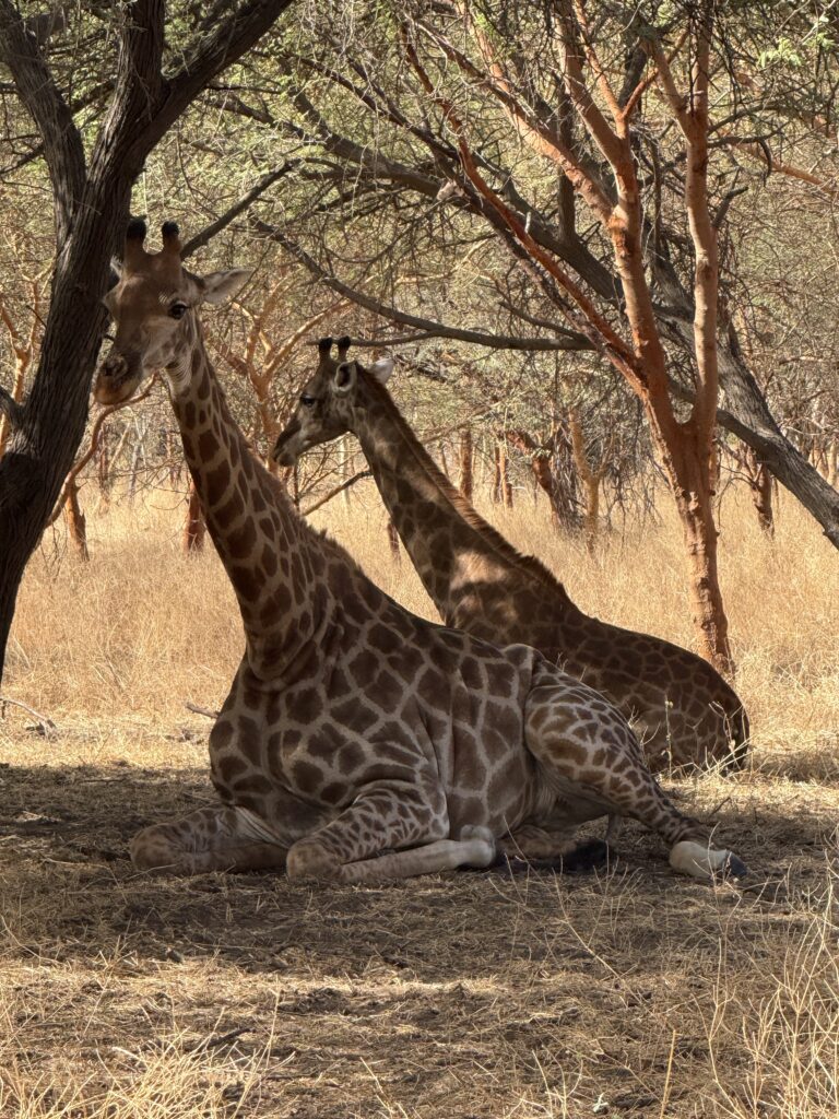reserva de bandia en senegal