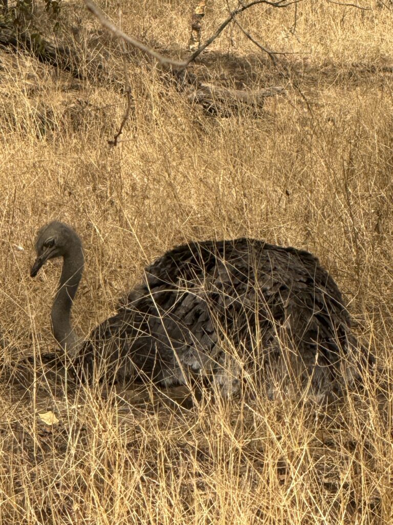 reserva de bandia en senegal