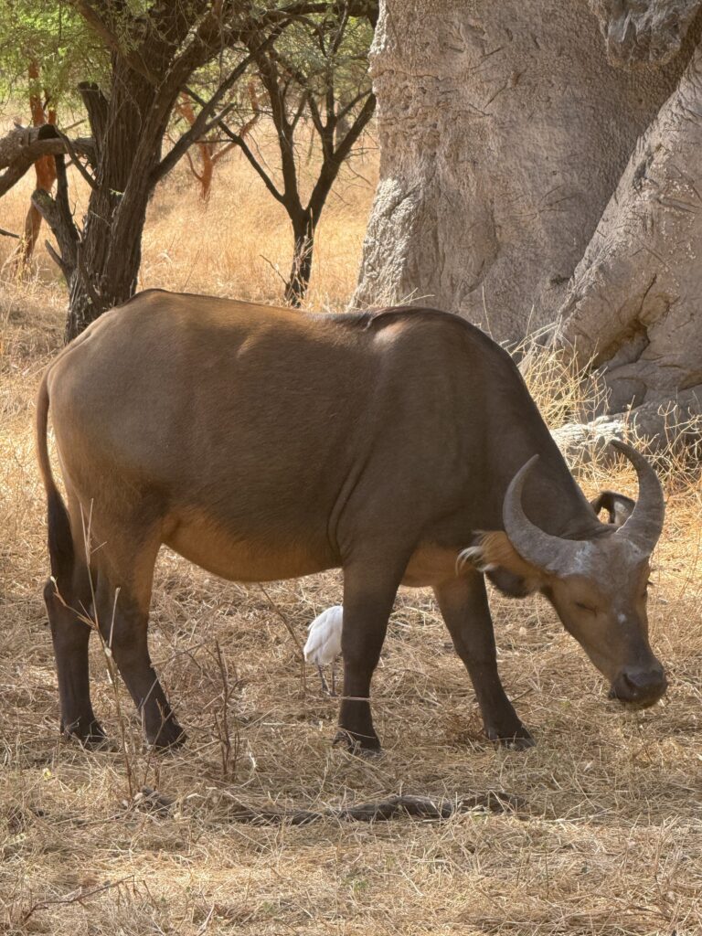 reserva de bandia en senegal
