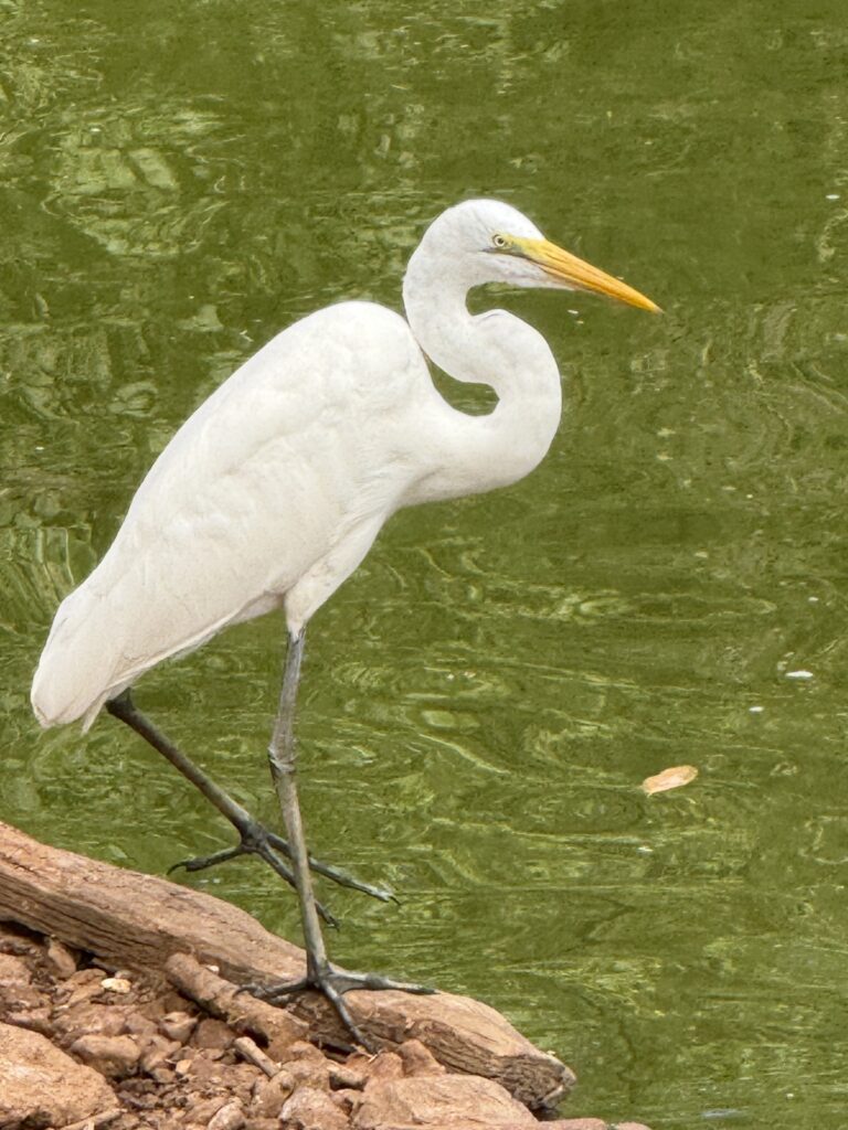 reserva de bandia en senegal