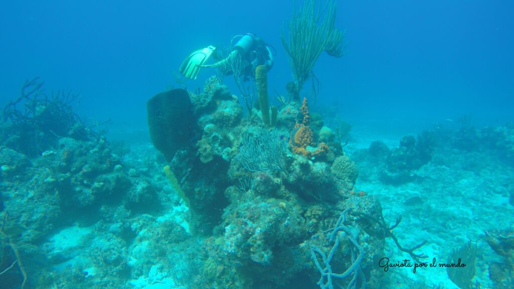 Buceo en María la Gorda