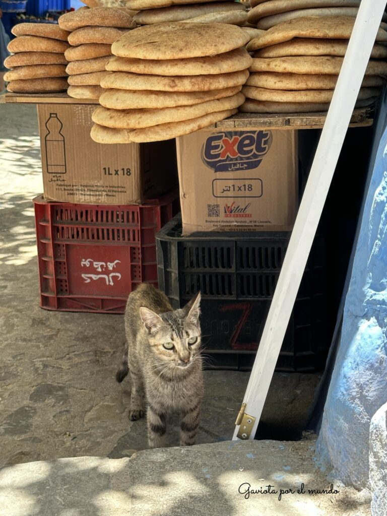 Gatos en Chefchaouen