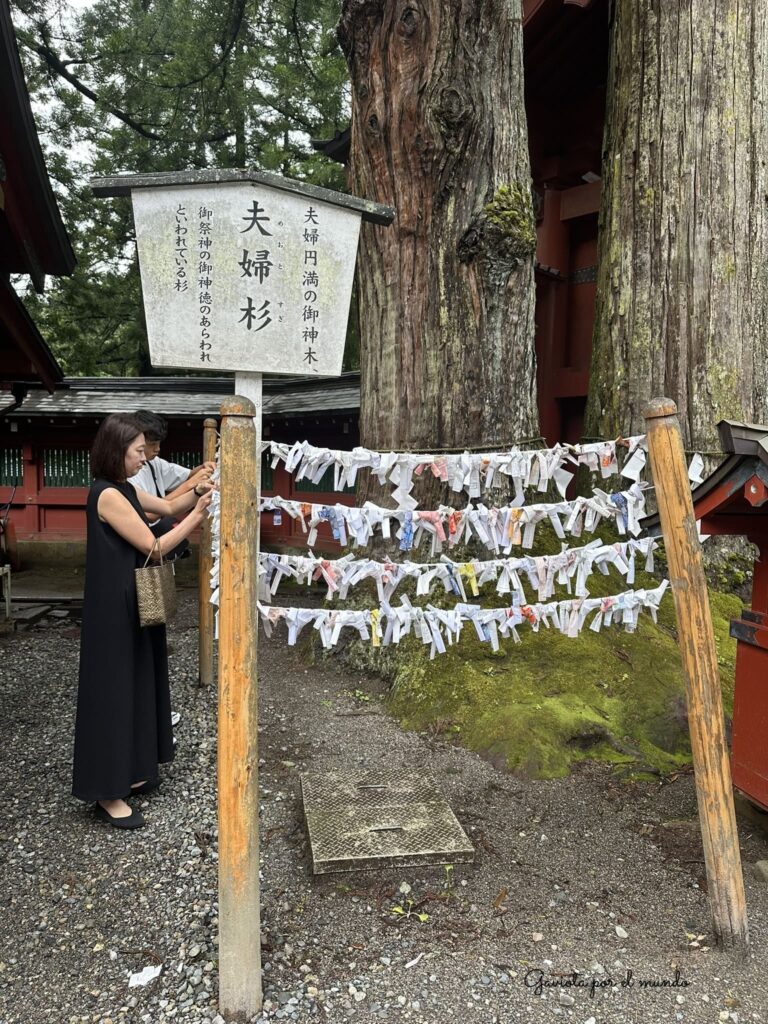 El árbol sagrado Meoto Sugi (夫婦杉) en Nikko